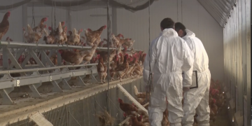 40 granges de les Terres de l’Ebre confinades per prevenir nous brots de grip aviària després de l’aparició de dos aus mortes a Deltebre i el Perelló