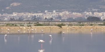 Liciten la redacció de la tercera fase del projecte de la guarda de protecció de la badia dels Alfacs