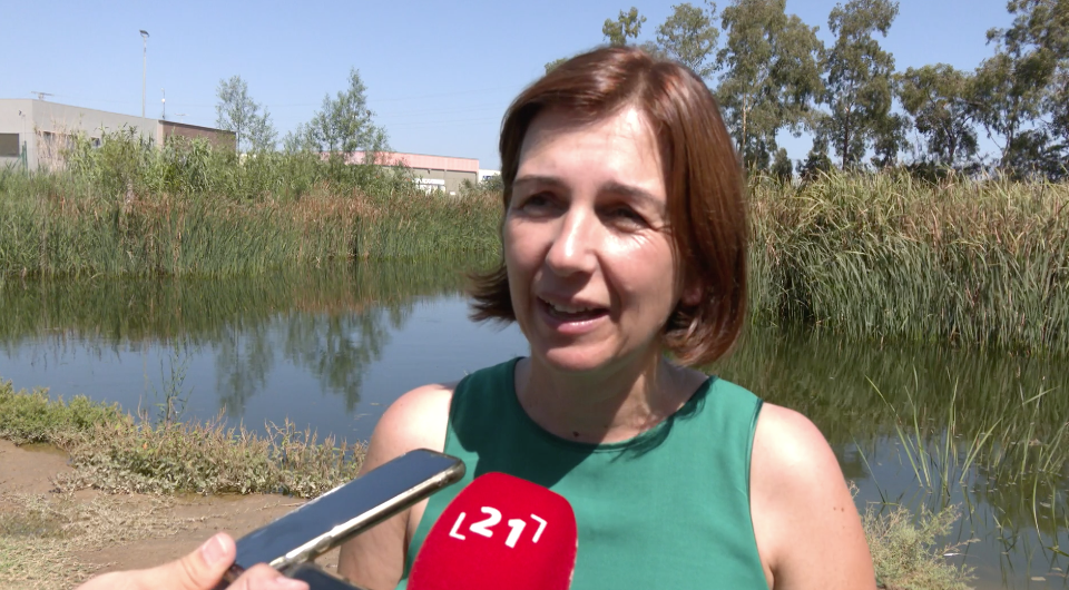 La granota toro, a un pas de ser erradicada al delta de l’Ebre