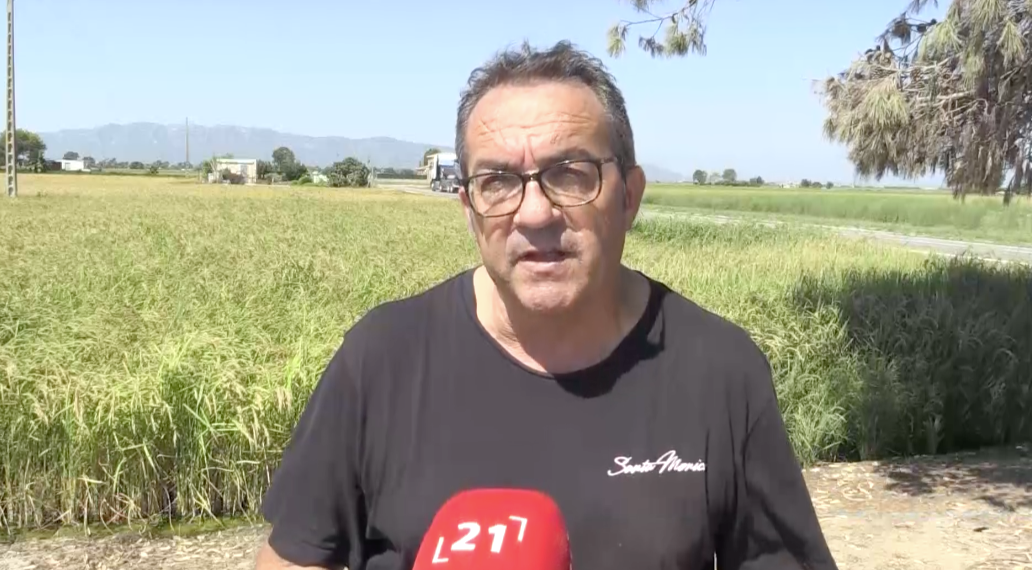 Els pagesos del Delta reclamen que s’inclogui l’arròs sembrat en el decret de sequera