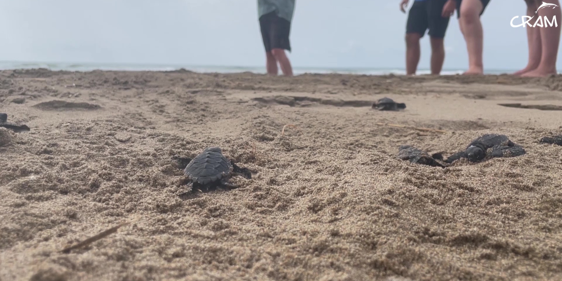 Neixen les primeres tortugues del segon niu del delta de l’Ebre