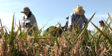 La Festa de la Sega de la Ràpita ensenya estudis mediambientals vinculats als camps d’arròs