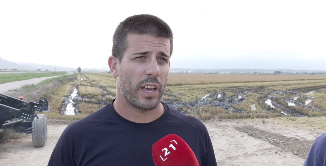 La producció d’arròs al Delta cau un 30% per la salinitat i les restriccions del reg