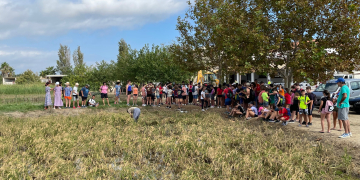 Més de cent xiquetes i xiquets de Deltebre aprenen la sega tradicional de l’arròs