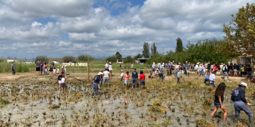 Festa de la Sega de l’Arròs de Deltebre