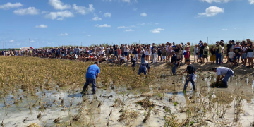 Èxit d’assistència en la Festa de la Sega de l’Arròs de Deltebre