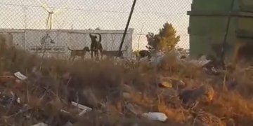 Preocupació a Vilalba dels Arcs per una bandada de gossos salvatges