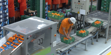 La campanya de cítrics arrenca amb bones sensacions a les Terres de l’Ebre