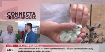 Una artesana de Sant Jaume recupera el cultiu de cotó al Delta