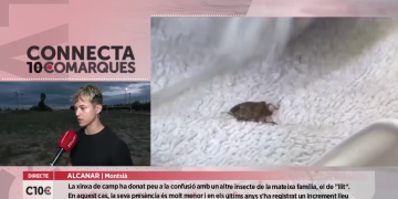 Alcanar rebaixa la plaga de xinxes a una proliferació puntual