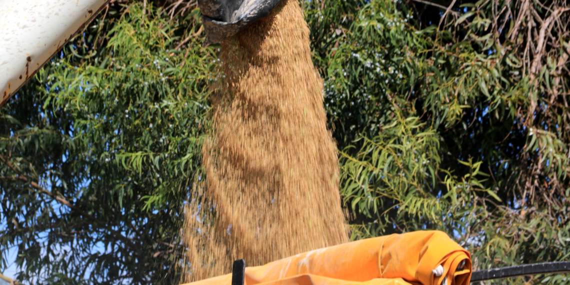 Les cooperatives asseguren que la collita d’arròs al delta de l’Ebre és la ‘pitjor en dècades’