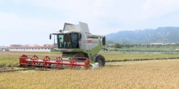 Els regants de la Dreta valoren positivament la campanya de l’arròs, malgrat les restriccions