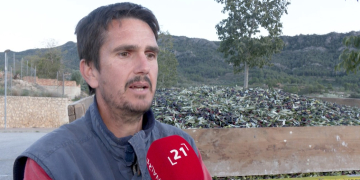 Els robatoris d’olives es disparen a l’Ebre per l’augment del preu de l’oli