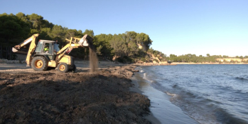 Projecte pioner a la platja de Cap Roig de l’Ampolla: algues per evitar la regressió