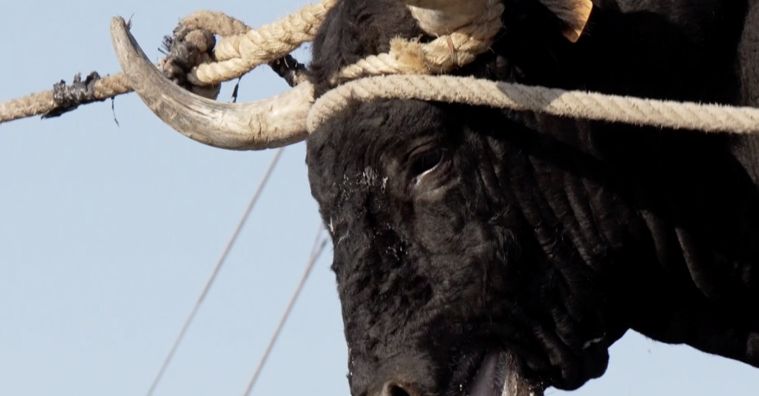 ‘Sí als bous’, un documental amb una mirada directa a l’animal