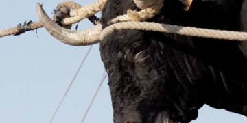 ‘Sí als bous’, un documental amb una mirada directa a l’animal