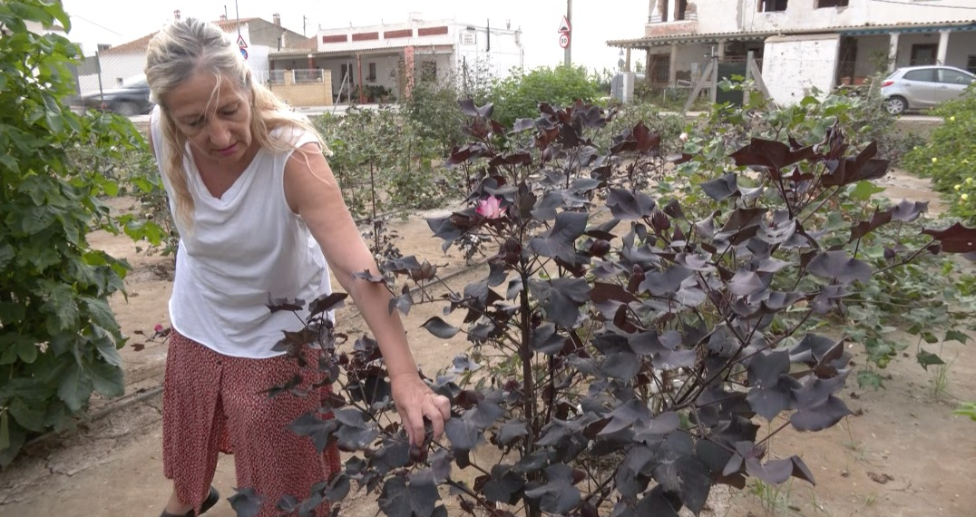 Pilar Girbes, la veïna de Sant Jaume d’Enveja que retorna el cotó al delta de l’Ebre