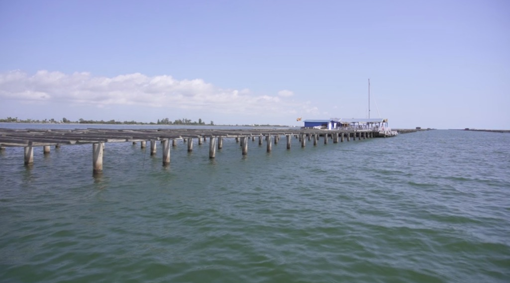 El delta de l’Ebre es pot convertir en la primera explotació de macroalgues de Catalunya