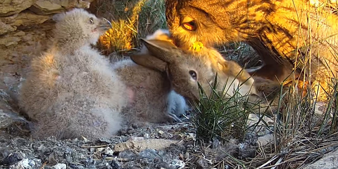 Un estudi fa un seguiment pioner durant un any de 18 exemplars de duc