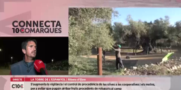 Onada de robatoris d’olives als camps ebrencs