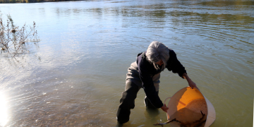 L’esturió torna a nedar per l’Ebre mig segle després