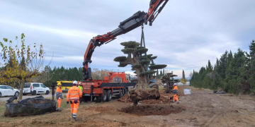 Les oliveres monumentals rescatades de vivers pel Govern tornen al seu lloc d’origen