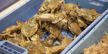El llagostí i el cranc blau es disparen de preu per Cap d’Any a la llotja de la Ràpita