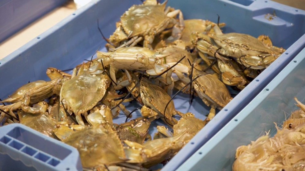 El llagostí i el cranc blau es disparen de preu per Cap d’Any a la llotja de la Ràpita