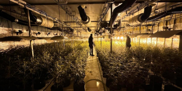 Tres detinguts a Tortosa que amagaven 700 plantes de marihuana en una nau del polígon Catalunya Sud