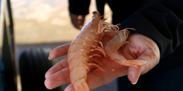 El llagostí cafè, una nova espècie invasora al delta de l’Ebre que ja es consumeix