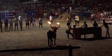 Les ponències sobre la llei pels bous s’allargaran fins a després de l’estiu