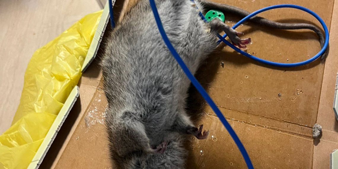 Salut actua contra una plaga de rates al CAP Baix Ebre de Tortosa