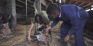 #45 Esquilador: “Un ofici mil·lenari que rejoveneix”