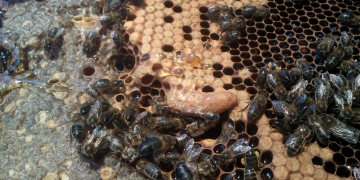 Els apicultors reclamen tenir més arnes en espais naturals i tràmits de transport i identificació més simples