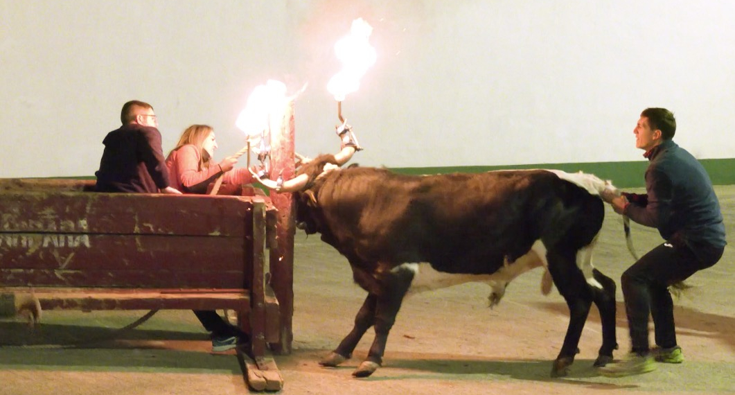Godall recupera un bou embolat per Carnaval enmig del debat per a la seva prohibició
