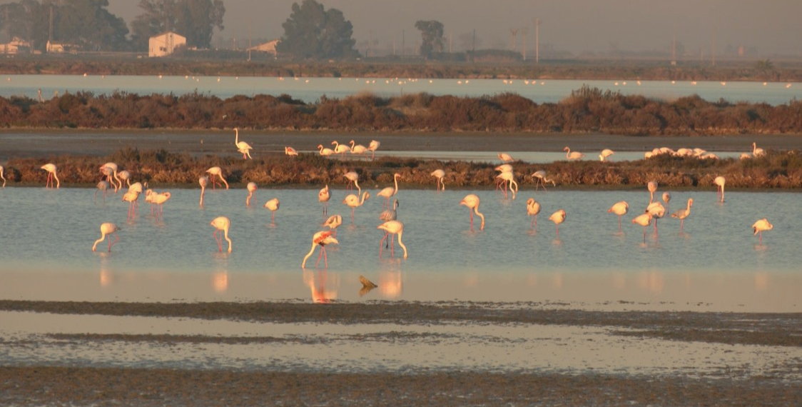 El nombre de flamencs que passen l’hivern al Delta es triplica en 20 anys