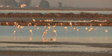 El nombre de flamencs que passen l’hivern al Delta es triplica en 20 anys