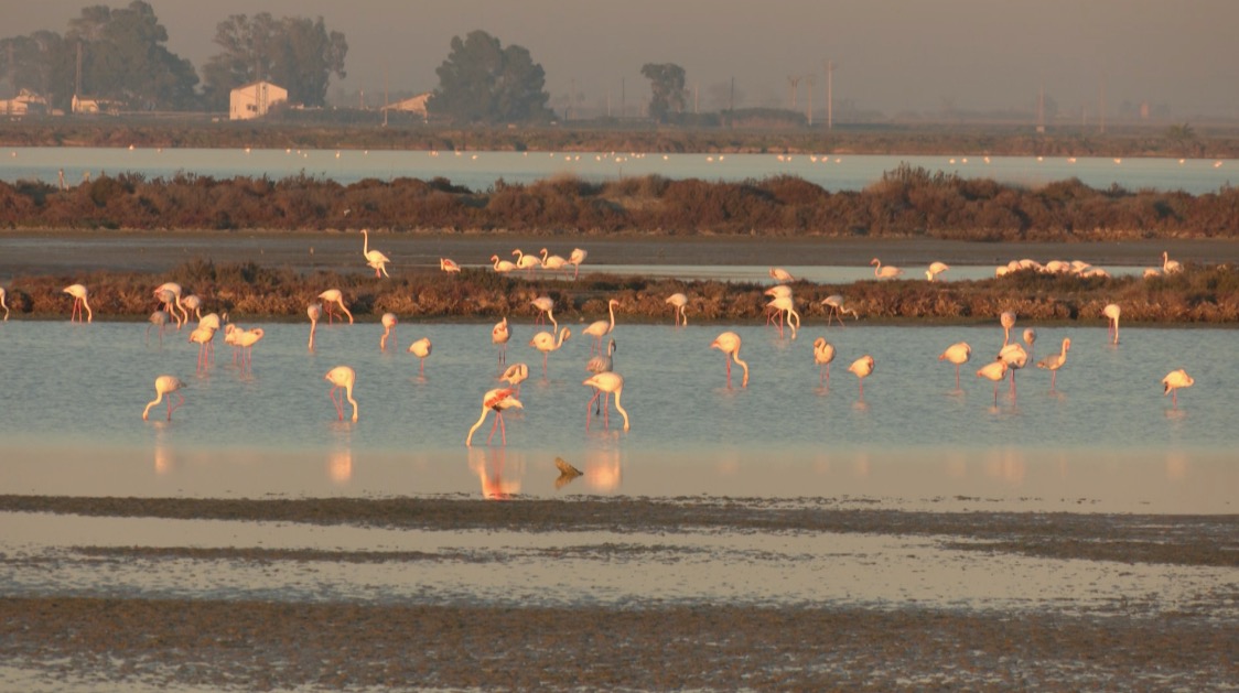 El nombre de flamencs que passen l’hivern al Delta es triplica en 20 ...