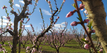 La campanya de fruita dolça s’avança per les temperatures suaus de l’hivern