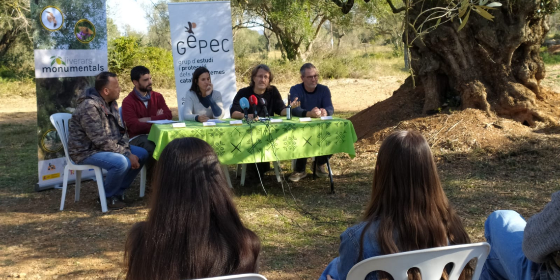 Oli Saó, el fruit del projecte de GEPEC per protegir les oliveres monumentals