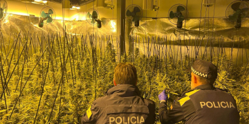 Desmantellen una plantació de 1.500 plantes de marihuana en una nau industrial de Tortosa