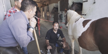 #50 Ferrador: “El sabater dels cavalls”