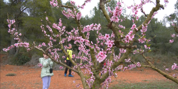Comença la campanya Ribera en Flor, amb les primeres visites per la floració dels arbres fruiters