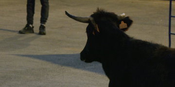La ILP per desprotegir la tauromàquia arriba a les Terres de l’Ebre