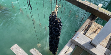 La campanya de musclos al Delta arrenca amb les primeres cries procedents de Roses