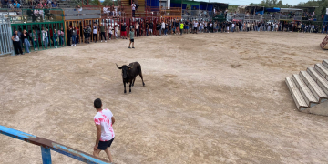 Més de 2.000 persones celebren els actes amb bous a Alcanar per les festes de maig