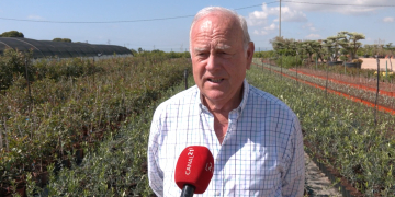 L’elevat preu de l’oli d’oliva dispara l’interès per plantar oliveres