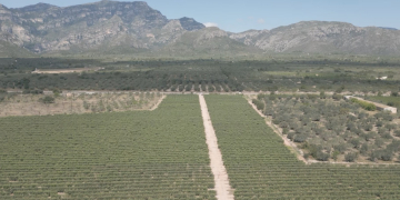 Els pagesos ebrencs demanen un control sobre les noves plantacions d’oliveres 