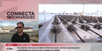Bona previsió de producció de musclos al Delta de l’Ebre