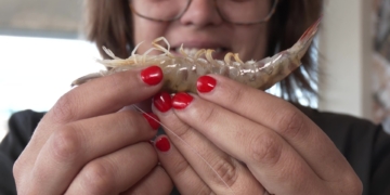 XII Jornades gastronòmiques del llagostí d’Alcanar